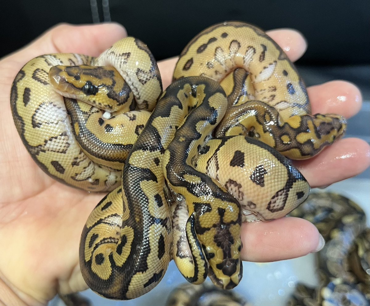 CMAIN_MORPHS's tweet photo. Good🔥🔥🔥

#ballpython #ballpythons #ballpythonclown #ballpythonmorph #ballpythonmorphs #ballpythonbreed #ballpythonbreeder #balpythonbreeding #clownproject #ボールパイソン https://t.co/50rAwGKeyJ