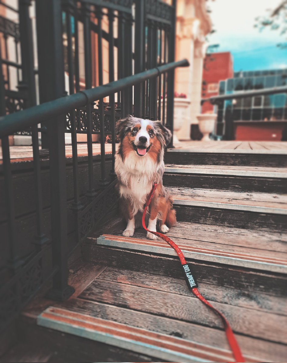 paw_us's tweet photo. я завел новую собаку,посмотрите на эту прелесть!¡

#aussie #cutedog #dog #americandog #mas #miniatureaustralianshepherd #miniaussie #minis #минис #миниаусси #мас https://t.co/WpXCxOqQtZ