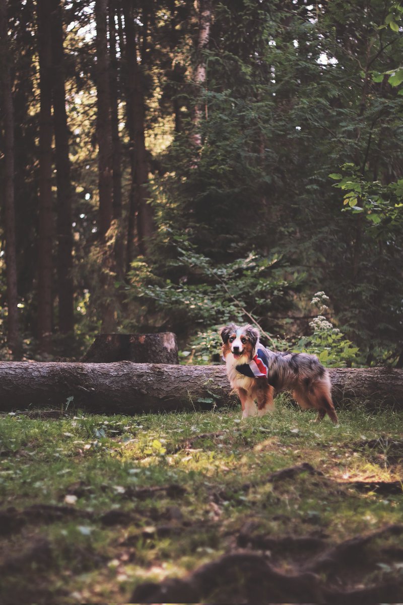 paw_us's tweet photo. я завел новую собаку,посмотрите на эту прелесть!¡

#aussie #cutedog #dog #americandog #mas #miniatureaustralianshepherd #miniaussie #minis #минис #миниаусси #мас https://t.co/WpXCxOqQtZ
