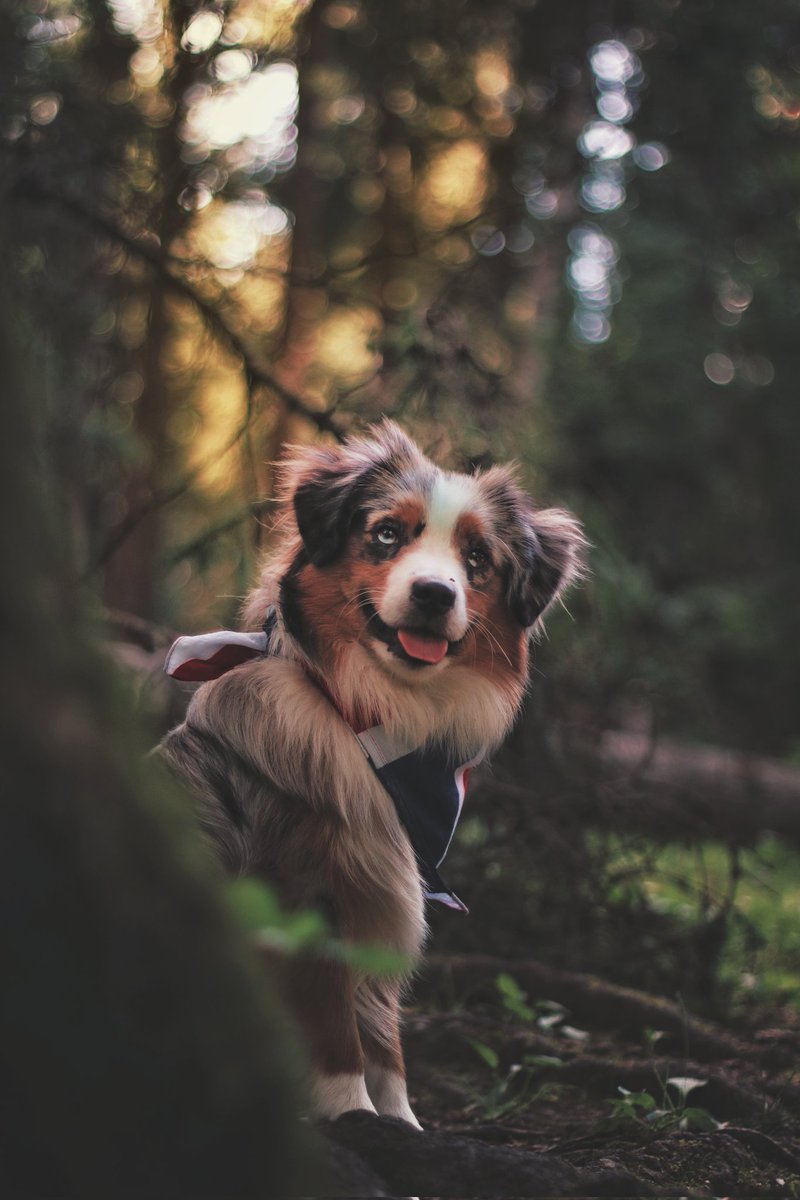 paw_us's tweet photo. я завел новую собаку,посмотрите на эту прелесть!¡

#aussie #cutedog #dog #americandog #mas #miniatureaustralianshepherd #miniaussie #minis #минис #миниаусси #мас https://t.co/WpXCxOqQtZ