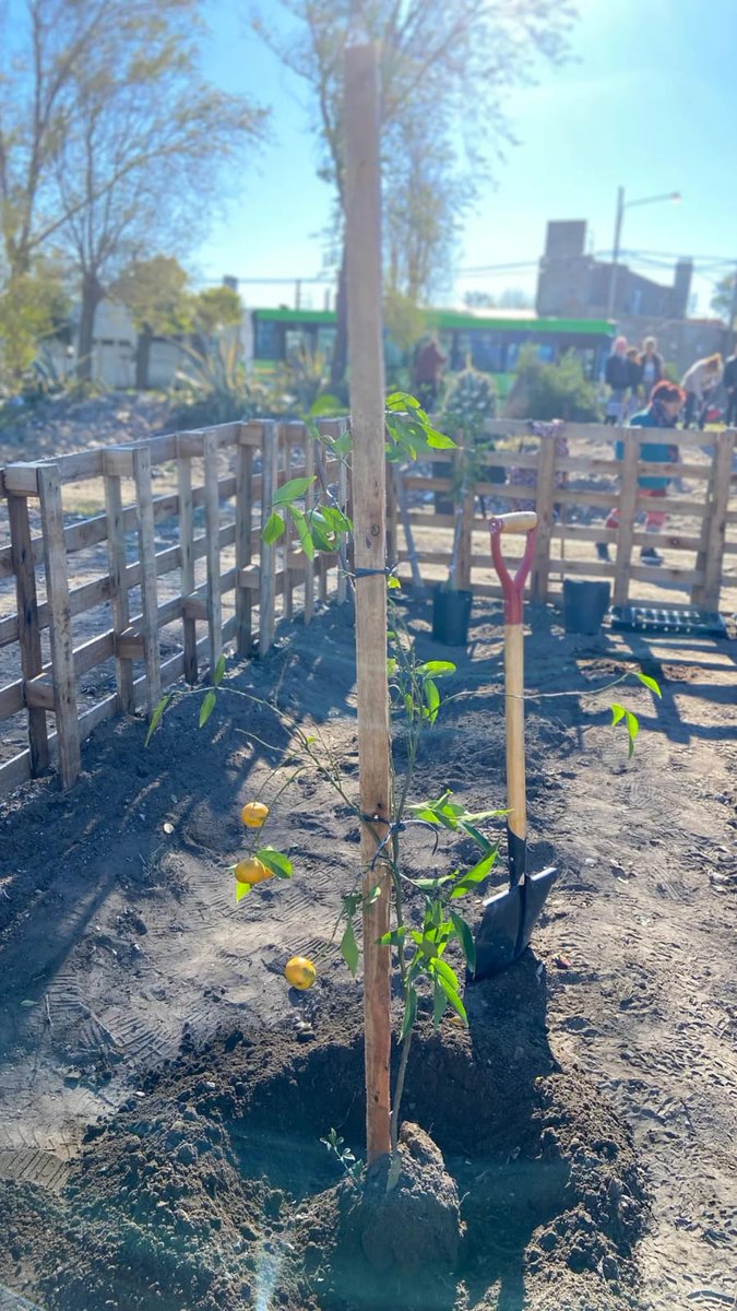 Val_Fabian's tweet photo. Hoy a las 10hs estaremos en la huerta #ElPocho🌱 de #CorazonesSolidarios en #VillaNocito.
Hoy #EnEquipo🙌 vamos a construir los #microtuneles de los mas de 10 bancales que estan sembrados.
¡Felices de acompañar este espacio que crece y crece de la mano de los vecinos y vecinas!
#HuertasDeLaCiudad🍅🥦 del @MunicipioBahia.
