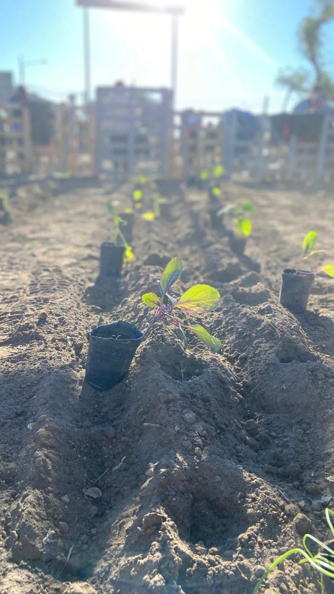 Val_Fabian's tweet photo. Hoy a las 10hs estaremos en la huerta #ElPocho🌱 de #CorazonesSolidarios en #VillaNocito.
Hoy #EnEquipo🙌 vamos a construir los #microtuneles de los mas de 10 bancales que estan sembrados.
¡Felices de acompañar este espacio que crece y crece de la mano de los vecinos y vecinas!
#HuertasDeLaCiudad🍅🥦 del @MunicipioBahia.