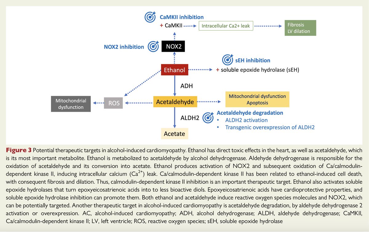 gonzaeperez's tweet photo. MIOCARDIOPATÍA ALCOHOLICA
🔴>80gr/d por 5 años 
🔴Miocardiopatía dilatada
🔴Exclusión otras causas

🔴Patogénesis: toxicidad por etanol y acetaldeído, factores genéticos y nutricionales
🔴Tratamiento: abstinencia de consumo

Revisión @ESC_Journals 

https://t.co/yUDxjSGn7J https://t.co/xYhMD578TC
