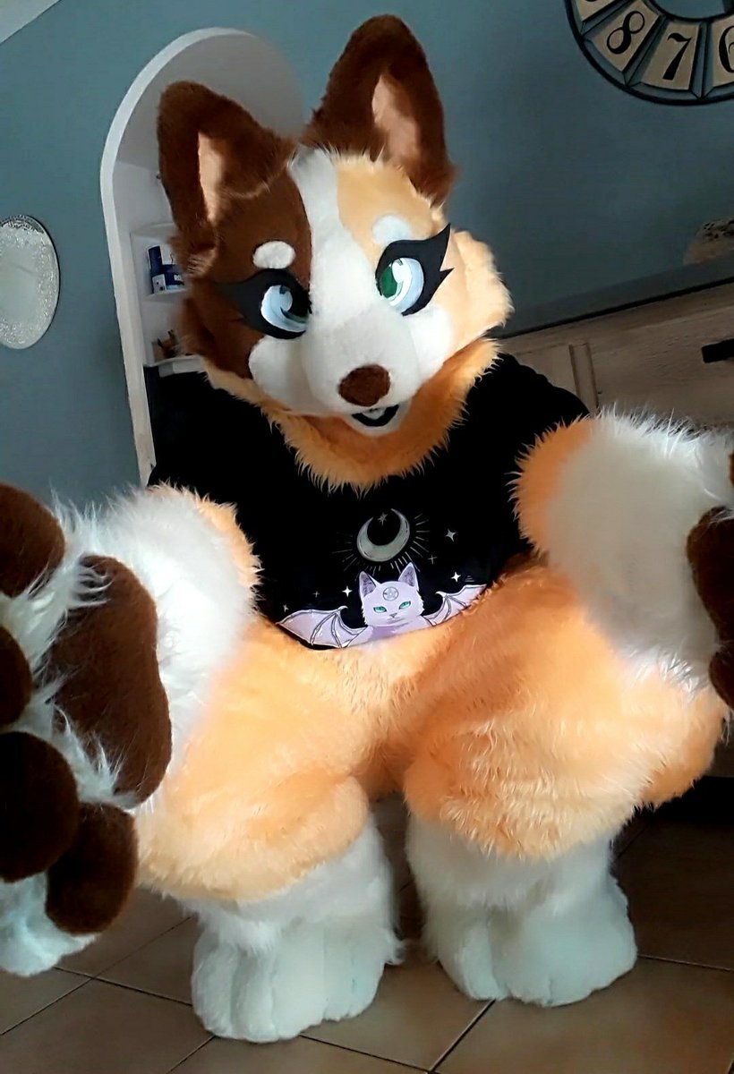 🧡 Chilli Heeler 🧡 tweet media