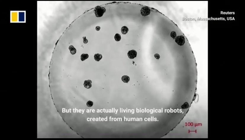 Kwells04Wells's tweet image. #organoids
#livingbiologicalrobots
#anthrobots