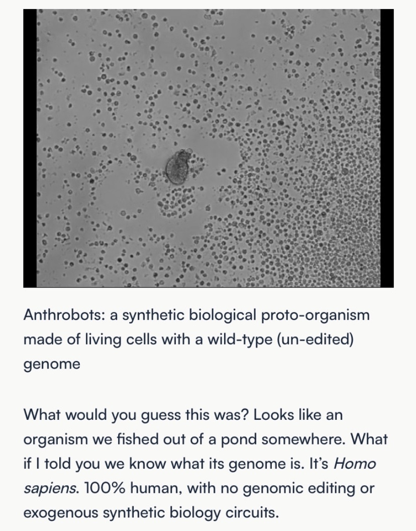Kwells04Wells's tweet image. #organoids
#livingbiologicalrobots
#anthrobots