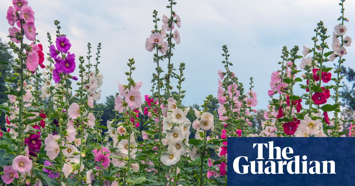 NextDoorProp's tweet photo. Hollyhocks: the spears of floral trumpets that herald high summer https://t.co/uPwAbsuDNe https://t.co/HoisP3lzYV