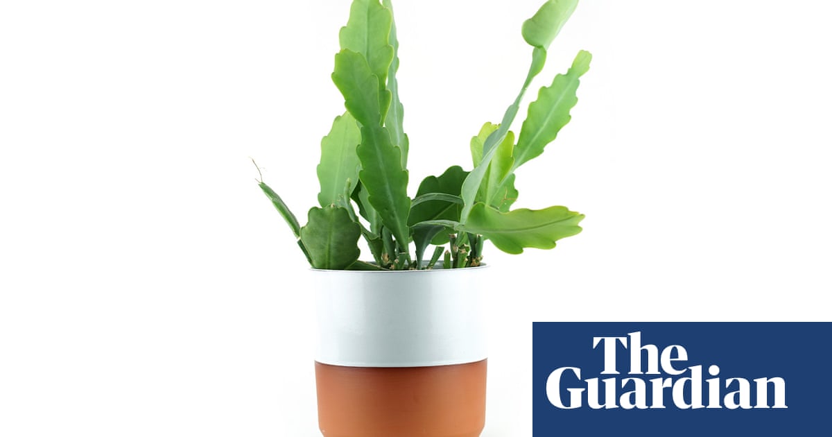 NextDoorProp's tweet photo. Houseplant of the week: Epiphyllum ‘Beavertail’ https://t.co/jLKpp4ImLn https://t.co/b9OaZgO4YM