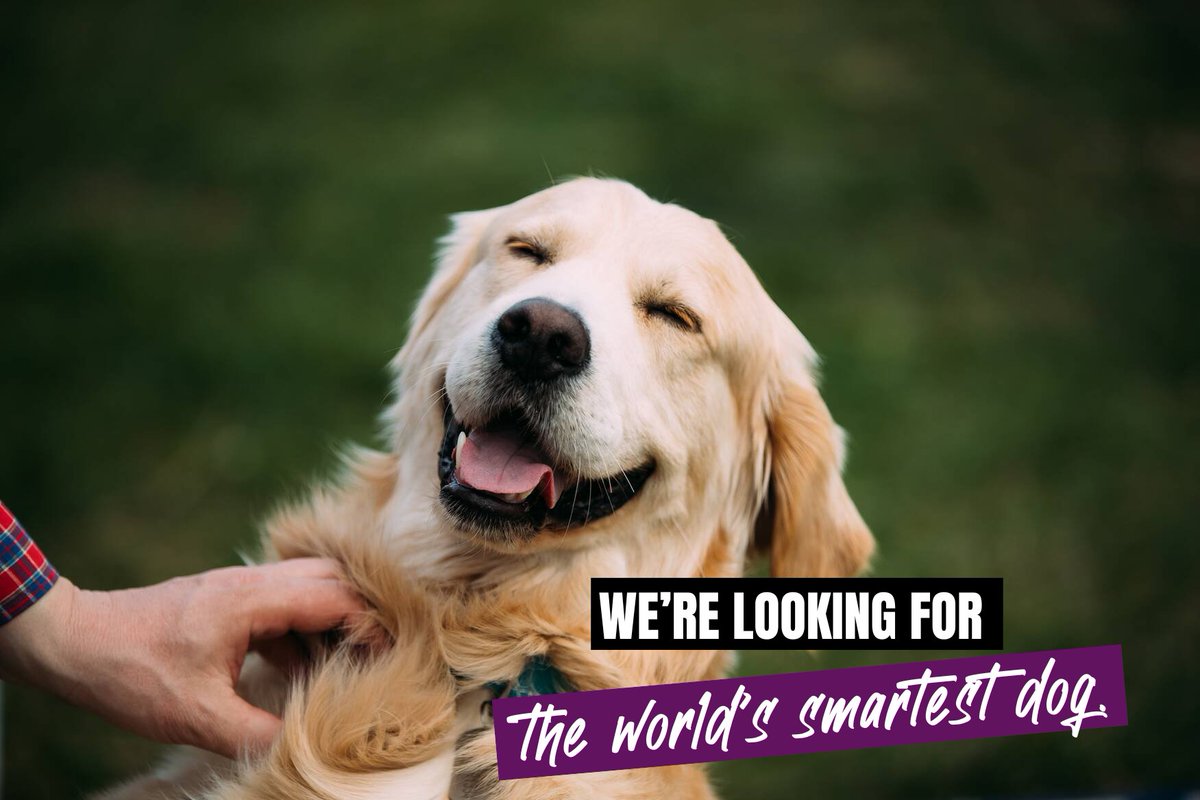 portsmouthuni's tweet photo. We’re on the hunt for the world’s smartest dog 🐶

As part of ongoing research, scientists from @uop_psychology are starting a new study on how dogs learn sound symbolism and begin associating words with objects.

Find out how to take part: https://t.co/ono3VunR76

#PortsmouthUni https://t.co/6hcjHdqR2H