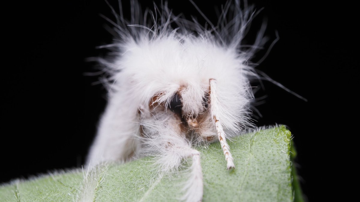 BugzRCool's tweet image. Brown tail moth. Invasive but adorable.