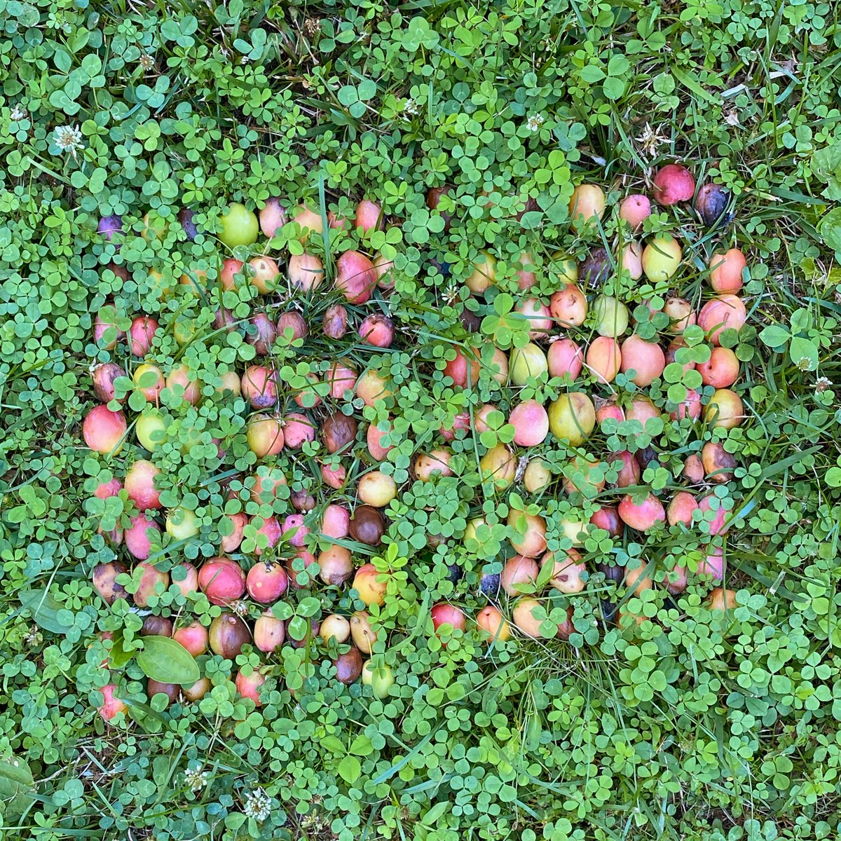 sashastiles's tweet photo. Thank you so much to @crayonpep for acquiring the full #AnalogBinaryCode: "This is just to say" quartet - a poem translated into fallen young plums under their source tree after a day of heavy wind. Hand-coded June 10, 2021, and documented on June 13, 15, 17... https://t.co/6RK1IZ8EMy