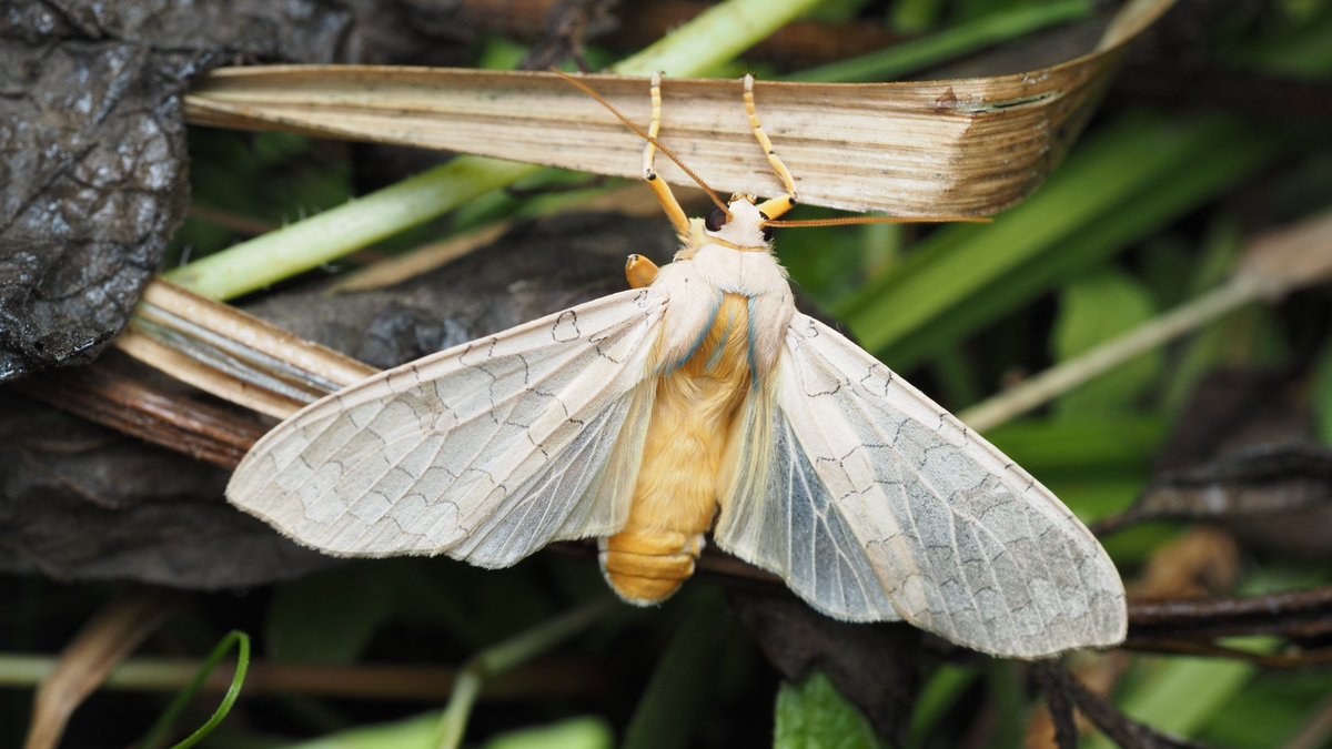 BugzRCool's tweet image. Banded tussock moths.