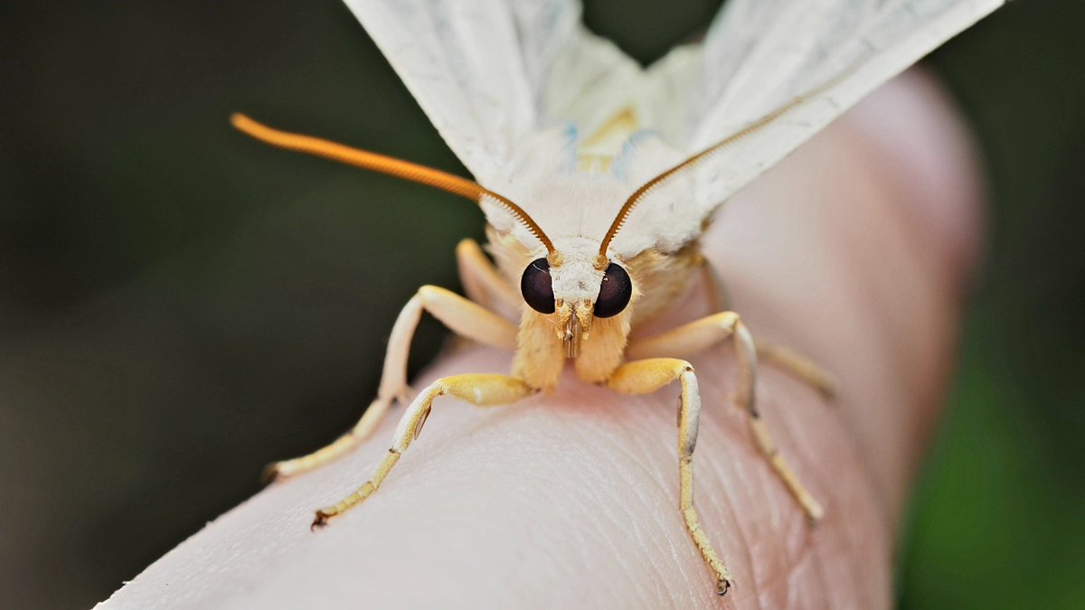 BugzRCool's tweet image. Banded tussock moths.