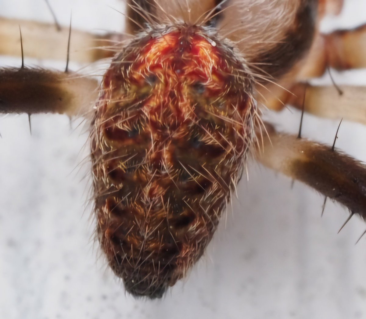 BugzRCool's tweet image. Arabesque Orb Weaver.