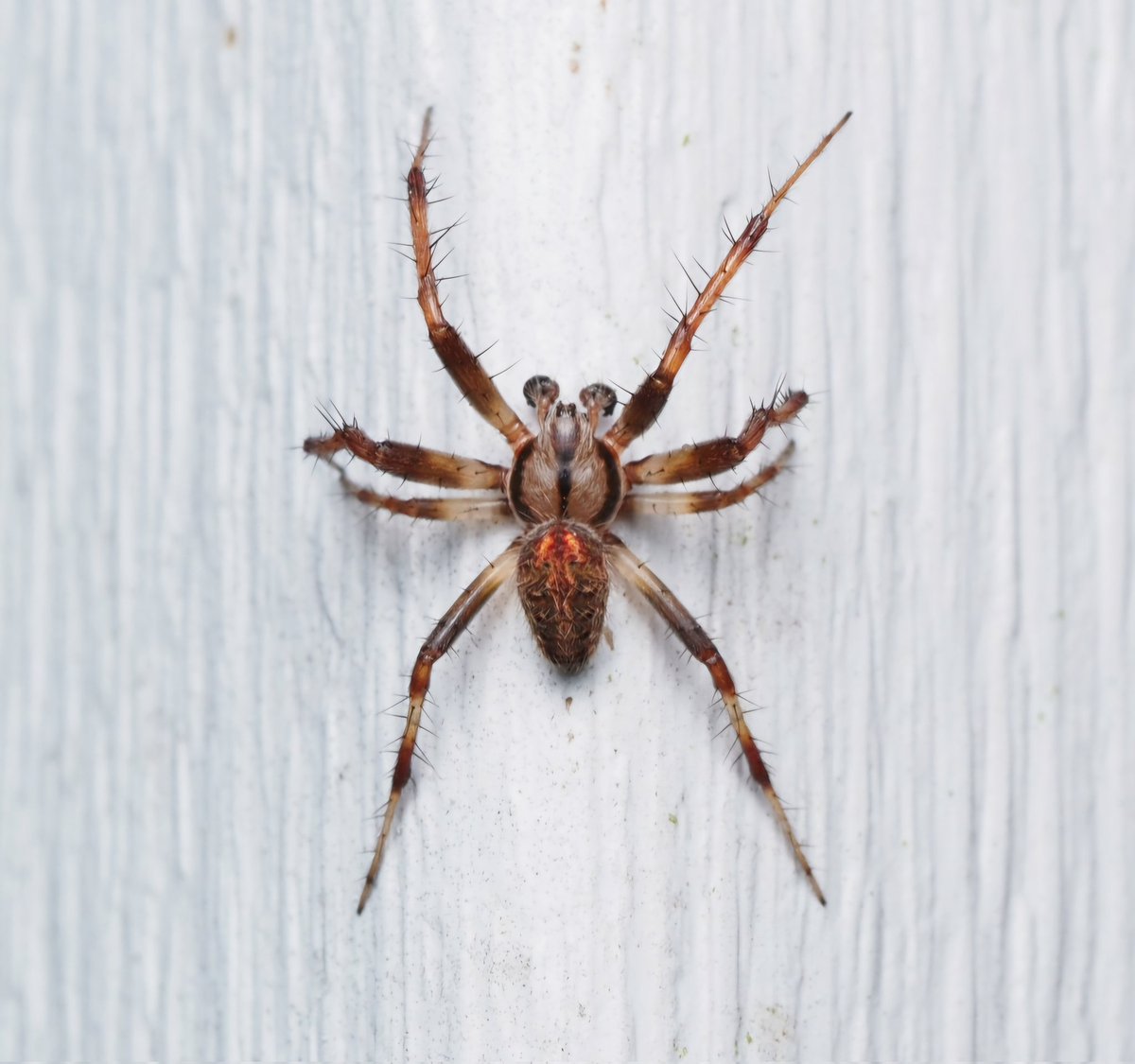 BugzRCool's tweet image. Arabesque Orb Weaver.