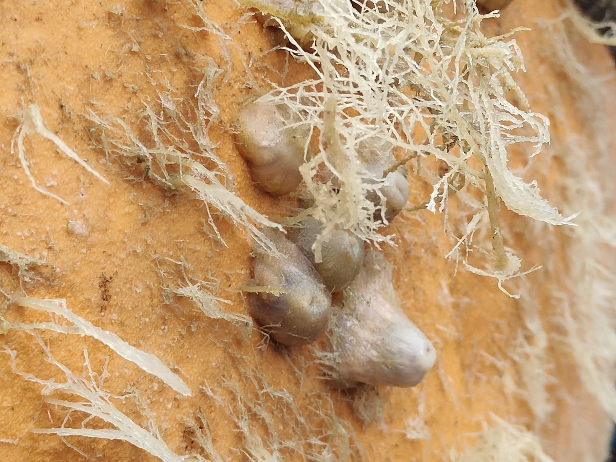 Charlotte Marris (she/her) tweet media