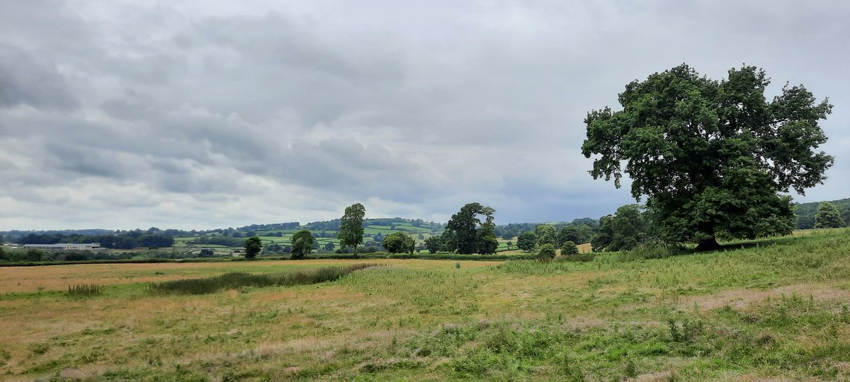 WNapBaukema's tweet photo. Morning walk, in de velden van #Shropshire, heel langzaam breekt de bewolking. #publicfootpath #natuur #zomer #mooieluchten https://t.co/h6CUiIC4JW