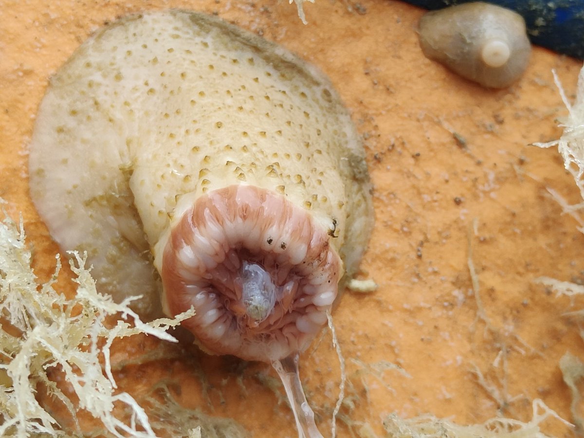 Charlotte Marris (she/her) tweet media