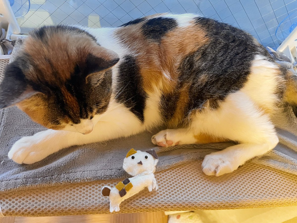 小1が学童で作ってきたネコちゃん尊い