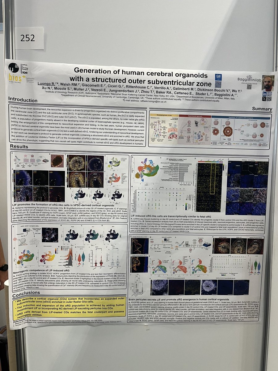 Raffaele Luongo (@rluongo90) on Twitter photo The <a href="/BaggioliniA/">Arianna Baggiolini</a> lab is today at the #ISSCR2024 in #Hamburg with mine (252) and <a href="/AntoVerrillo/">Antonietta Verrillo</a> (296) posters!
Come to discuss with us about #neuroscience and #organoid models! The <a href="/BaggioliniA/">Arianna Baggiolini</a> lab is today at the #ISSCR2024 in #Hamburg with mine (252) and <a href="/AntoVerrillo/">Antonietta Verrillo</a> (296) posters!
Come to discuss with us about #neuroscience and #organoid models!