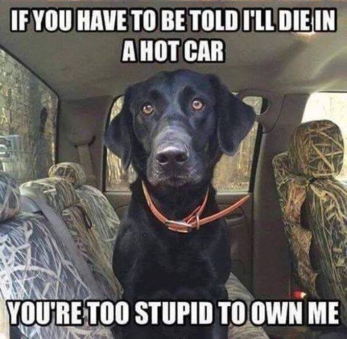 Pawzazzle's tweet image. Yes!