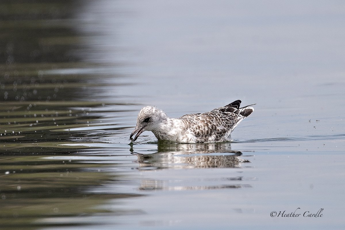 heathercards's tweet photo. #ChickPicotheDay
Day 4,609
Me and this gull had the WHOLE bay to ourselves. It was glorious! I didn't even have French fries and it still hung around me!
#Seagull #HalfMoonBay #PEC #QuinteConservation #HeatherCardlePhotographer https://t.co/faPQX0MBXF