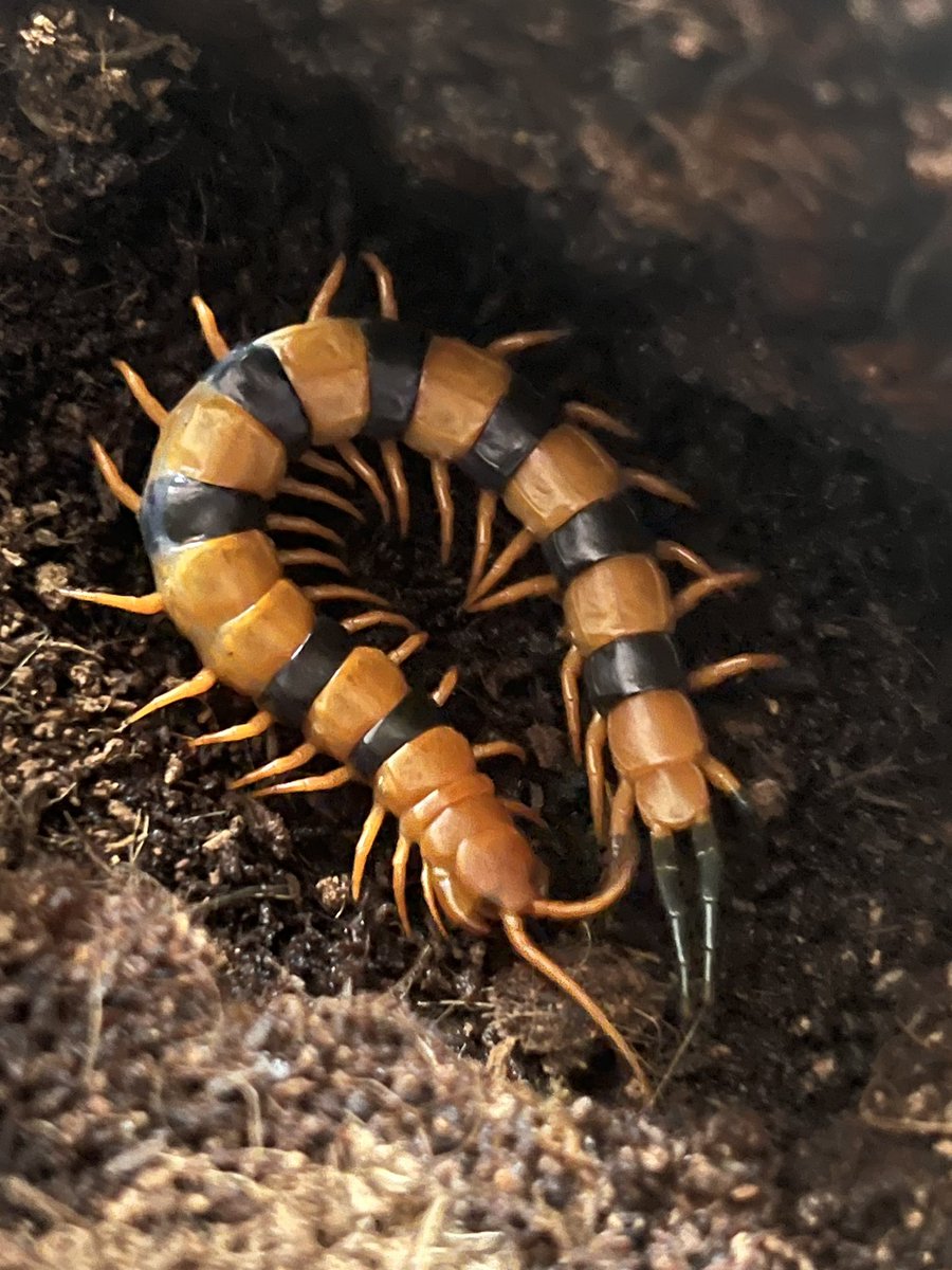 脱皮間隔が長いねん