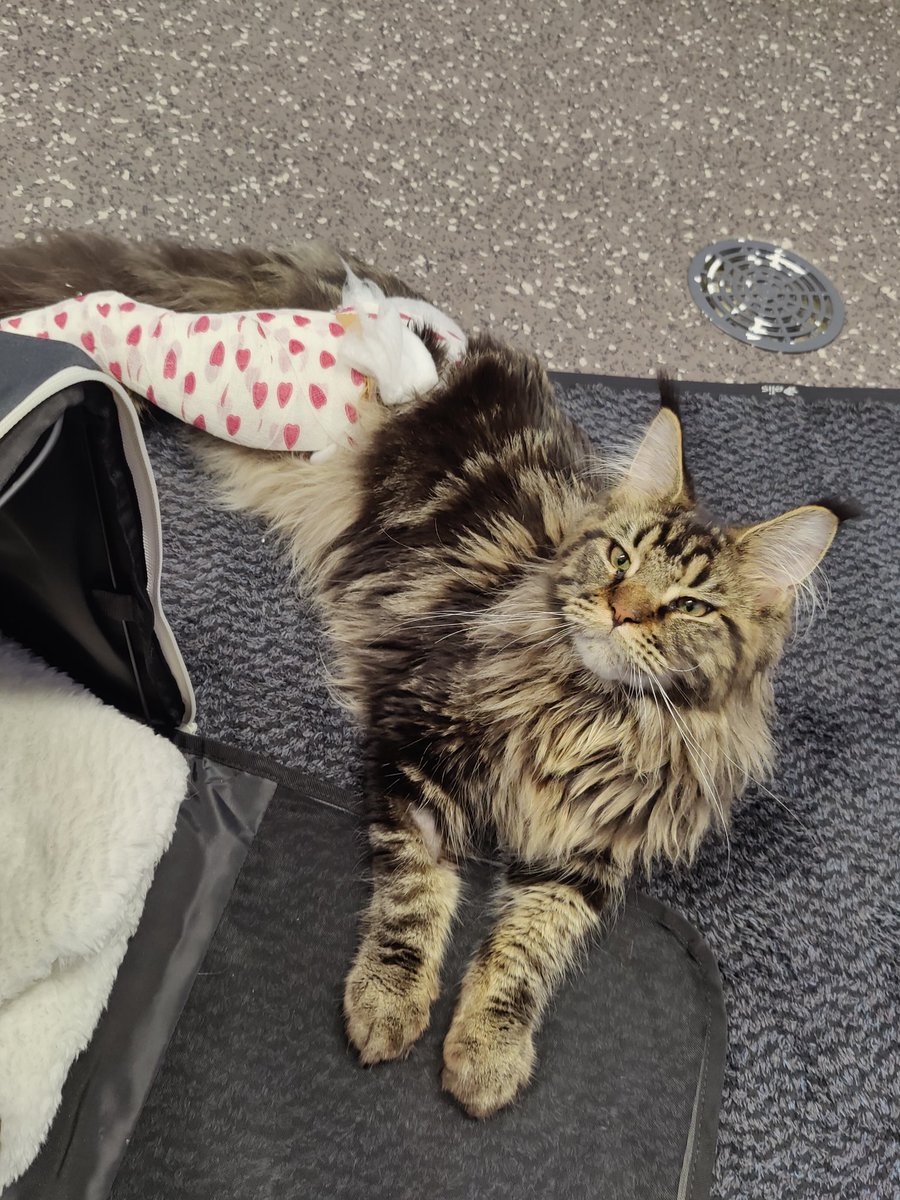 Henyosrs's tweet photo. Kitty broke his leg and it cost over 3500€ to fix. Maybe I should have gotten pet insurance https://t.co/ouU0tSQLo4