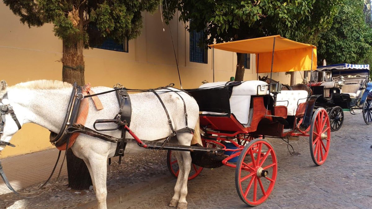 🔵 <a href="/damacjuristas/">damacjuristas</a>, <a href="/FAPAC_Cordoba/">FAPAC</a> , @EmpatizaCordoba , Cacma y Pacma Córdoba presentan escrito solicitando información sobre la denuncia presentada el pasado mes de agosto contra los titulares de las calesas de caballos que incumplían de forma sistemática el Decreto 4663 y OM