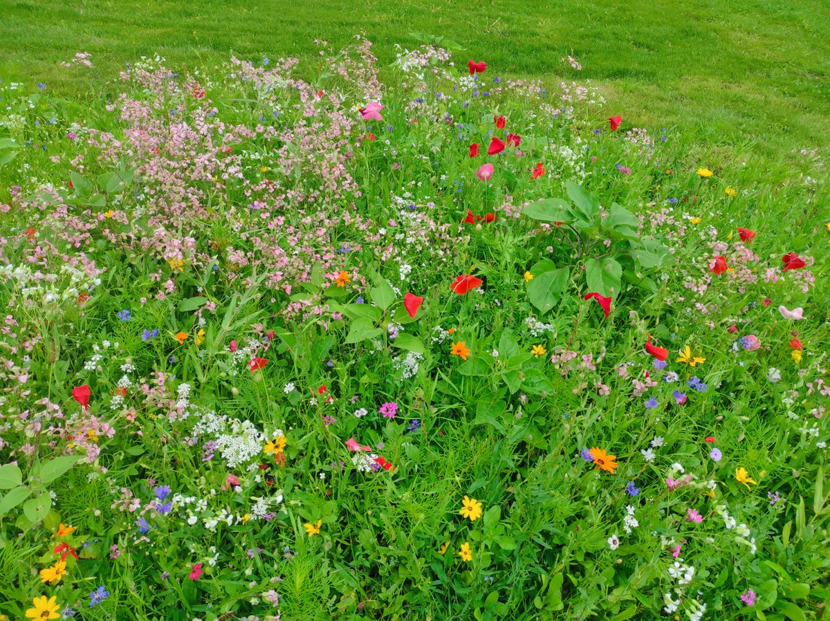 agrarsysteme's tweet photo. Dieser Blühstreifen vor unserem Institut @igz_leibniz erinnert daran, wie schön und wichtig #Pflanzenschutz und #Biodiversitätserhalt sind. Genau darauf fokussiert sich die Forschung von unseren Konsortien #NOcsPS, #DAKIS und @GreenGrass2050! 🌻🫴https://t.co/V4fC2PRXJy https://t.co/wI3b5Ron7w