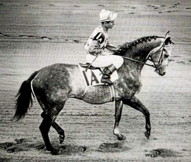HORSERACING1002's tweet photo. NATIVE DANCER 🇺🇸1950
(POLYNESIAN - GEISHA BY DISCOVERY)
#NativeDancer
#GrayGhost
B/O Alfred G. Vanderbilt (Md)Mar 27, 1950.
T/ William C. "Bill" Winfrey.
22-21-1-0---785,240
1952 champion 🏆 2yo Colt and horse of the year.
1953 champion 🏆 3yo Colt.
1954 champion older horse and Horse of the year.
Hopeful S, Saratoga Special, Youthful S, Futurity S, East View S, Grand Union Hotel S, Flash S, Preakness S, Belmont S, Wood Memorial S, American Derby, Arlington Classic, Dwyer S, Gotham S, Travers S, Whithers S,
Metropolitan H, Oneonta H.
2nd Kentucky Derby.
ETR Belmont 6½f 1,14,⅖.
Stood Sagamore Farm.
Sired 306 foals, 212 ,44 sw. Sired Dancer's Image, Dan Cupid, Exclusive Dancer, Natalma, Native Charger, Raise a Native, Kauai King, Hula Dancer, etc.
Died Nov 16, 1967