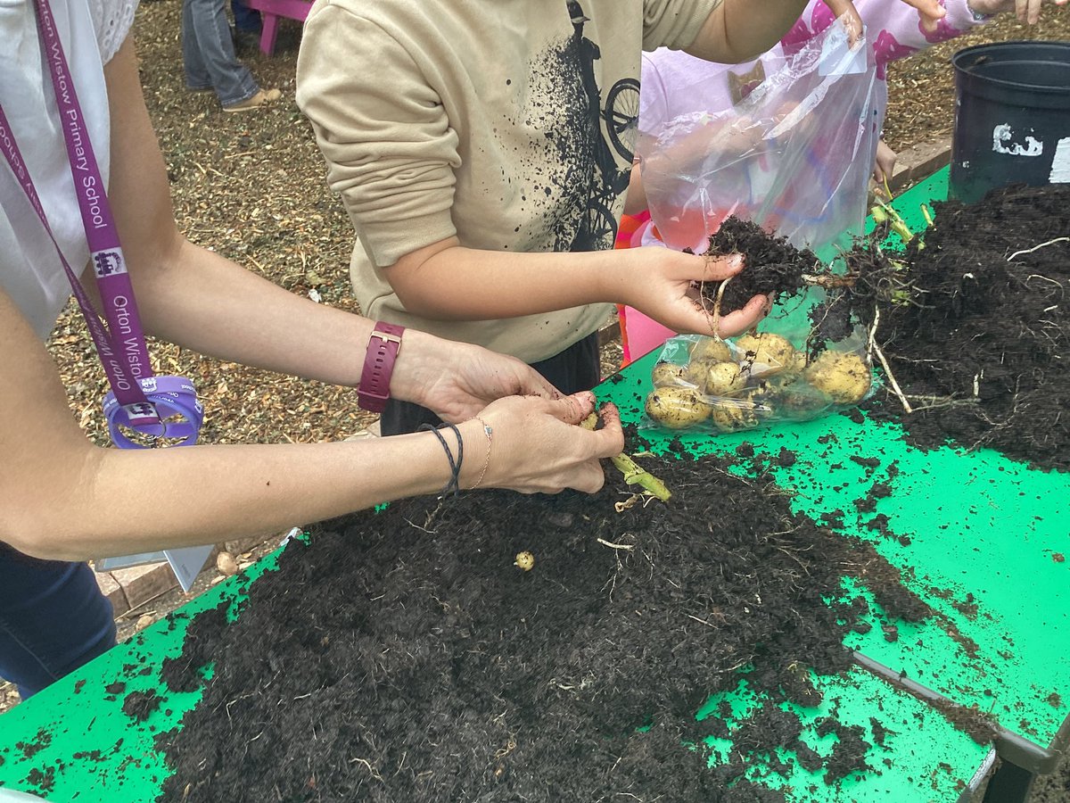 OwpsFoxes's tweet photo. We had a fantastic morning harvesting our potatoes and making super healthy salads. Thank you to all the helpers from Kids Country.
#OWPSscience
@OWPSwombats 
@KidsCountryUK https://t.co/Q5UC1wgm88