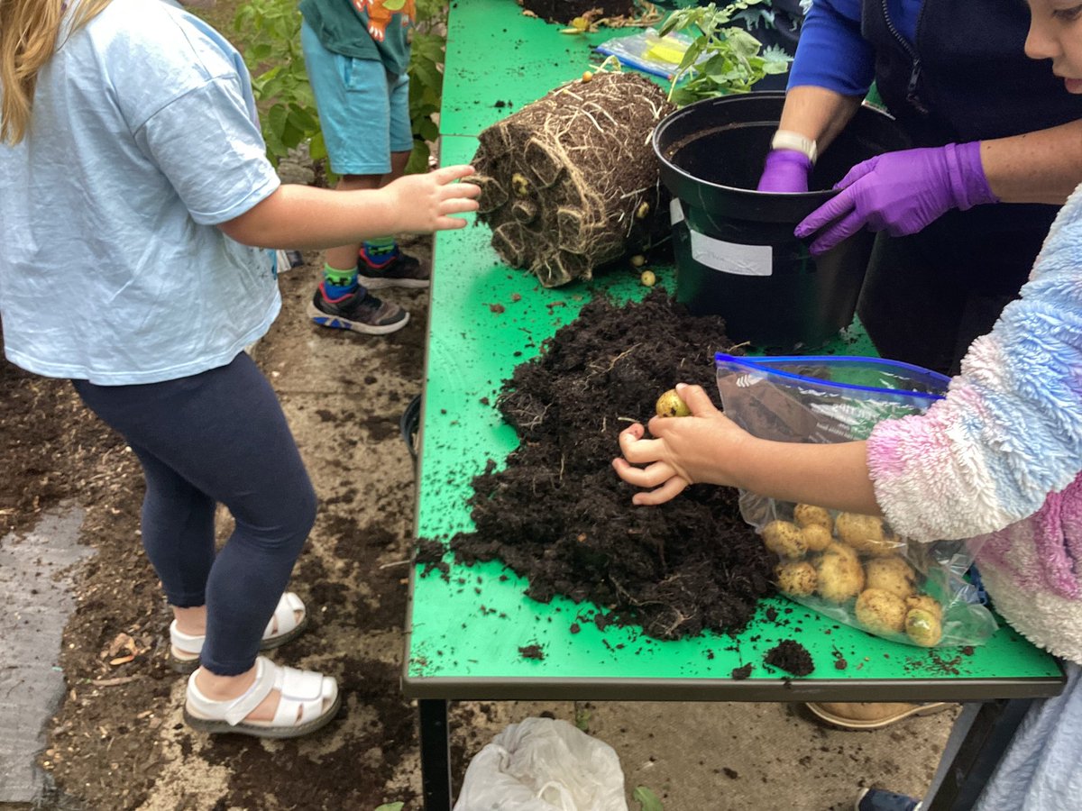 OwpsFoxes's tweet photo. We had a fantastic morning harvesting our potatoes and making super healthy salads. Thank you to all the helpers from Kids Country.
#OWPSscience
@OWPSwombats 
@KidsCountryUK https://t.co/Q5UC1wgm88