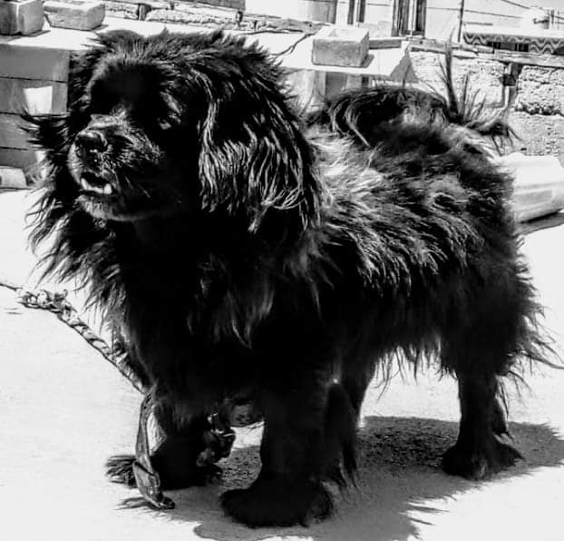 Cafientuiter's tweet photo. Vuela alto Dunkel 🐶🥺 https://t.co/nYOaSO1Raq