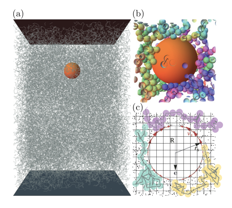 epl_journal's tweet photo. FREE TO READ - FOCUS ARTICLE - OPEN ACCESS: Dynamics of squirmers in explicitly modeled polymeric fluids by A. Zöttl (@AndreasZoettl) #FreeToRead #FocusArticle #OpenAccess 

@univienna

👉 https://t.co/yq7QnEGeR3 https://t.co/OoDJN7PatQ