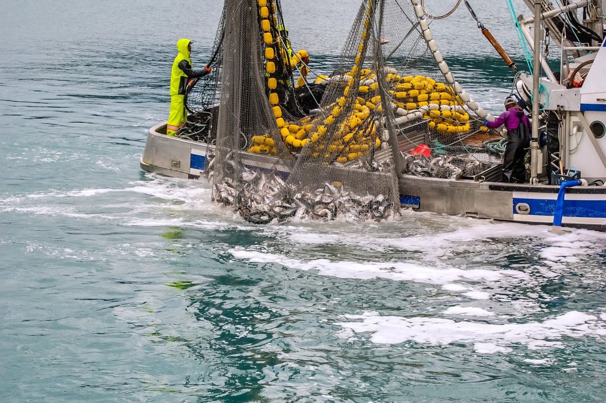 The 2022 #FisheriesSubsidies agreement was a major success, but subsidized overfishing remains an issue. New, stronger WTO rules are up for possible adoption in July. Read IISD's latest analysis on their importance: iisd.org/publications/r…