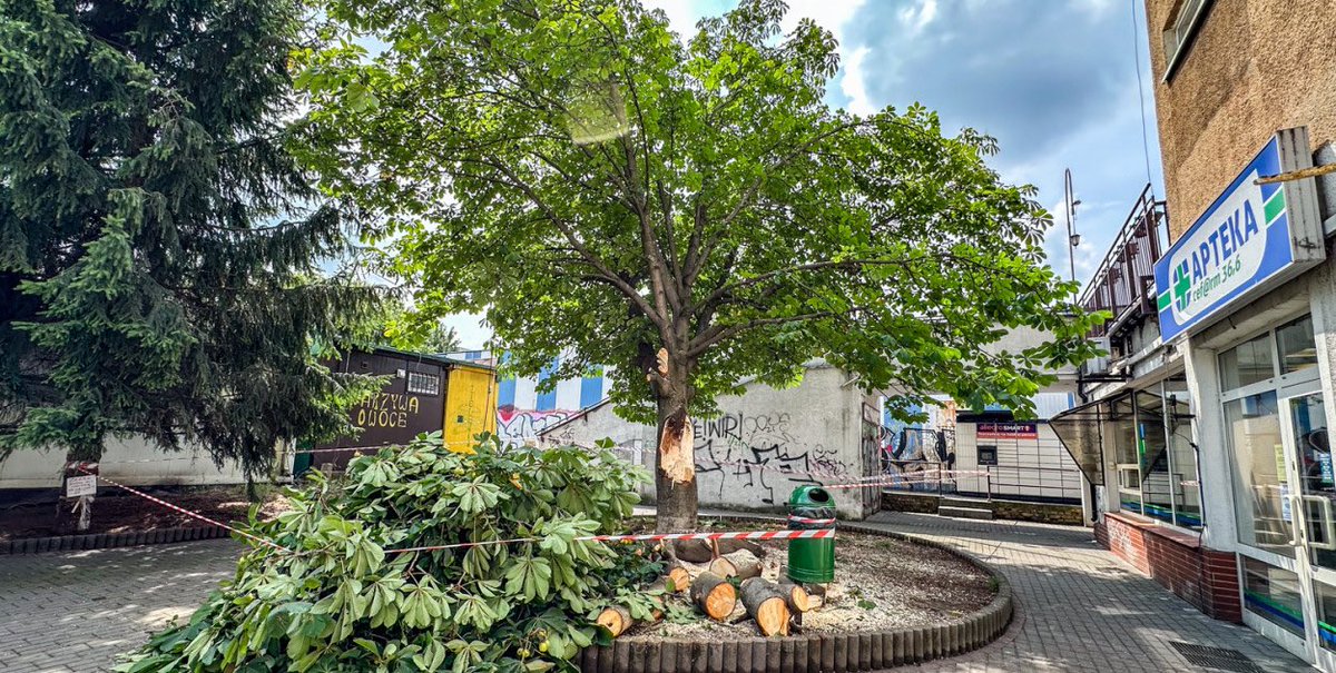 MiastoUrsynow's tweet image. Konar rozłożystego kasztanowca z #Dembowskiego złamał się podczas burzy ⛈️ Drzewo uszkodziło klimatyzację na sąsiednim budynku, a teraz grozi mu wycinka. Po czwartkowej wichurze straż pożarna w naszej dzielnicy interweniowała 24 razy…haloursynow.pl/pl/11_wiadomos…