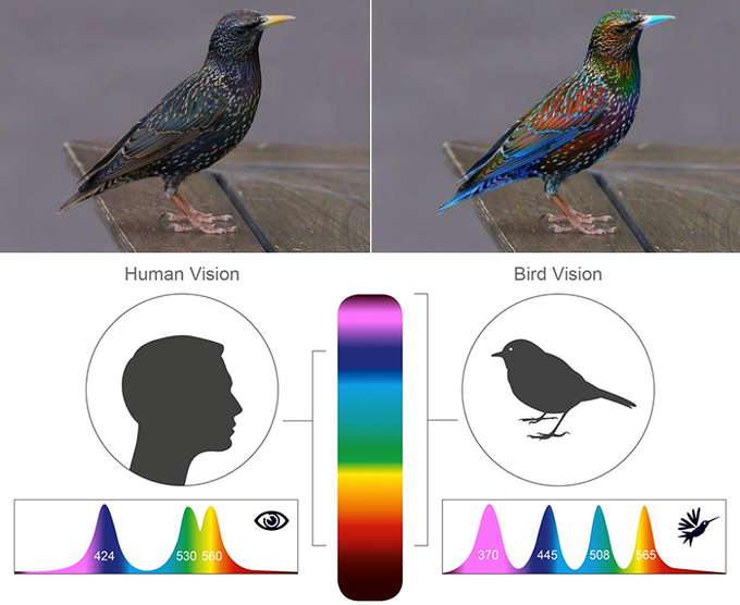 Left: how humans see starlings. 
Right: how starlings may see each other - with bolder markings and more colour.

The amazing world of UV vision, seen through the eyes of…. birds.