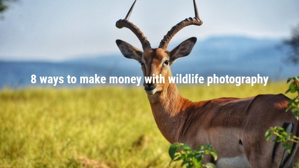 ProMediaGear's tweet photo. Wildlife photographers! Want to turn your passion into profit? Discover how to make money with your stunning wildlife shots. Click here to learn more! https://t.co/Zf6AxSIyWg

#wildlifephotography #wildlifephotographer #wildlife #birdphotography https://t.co/om5ZDqX1SN