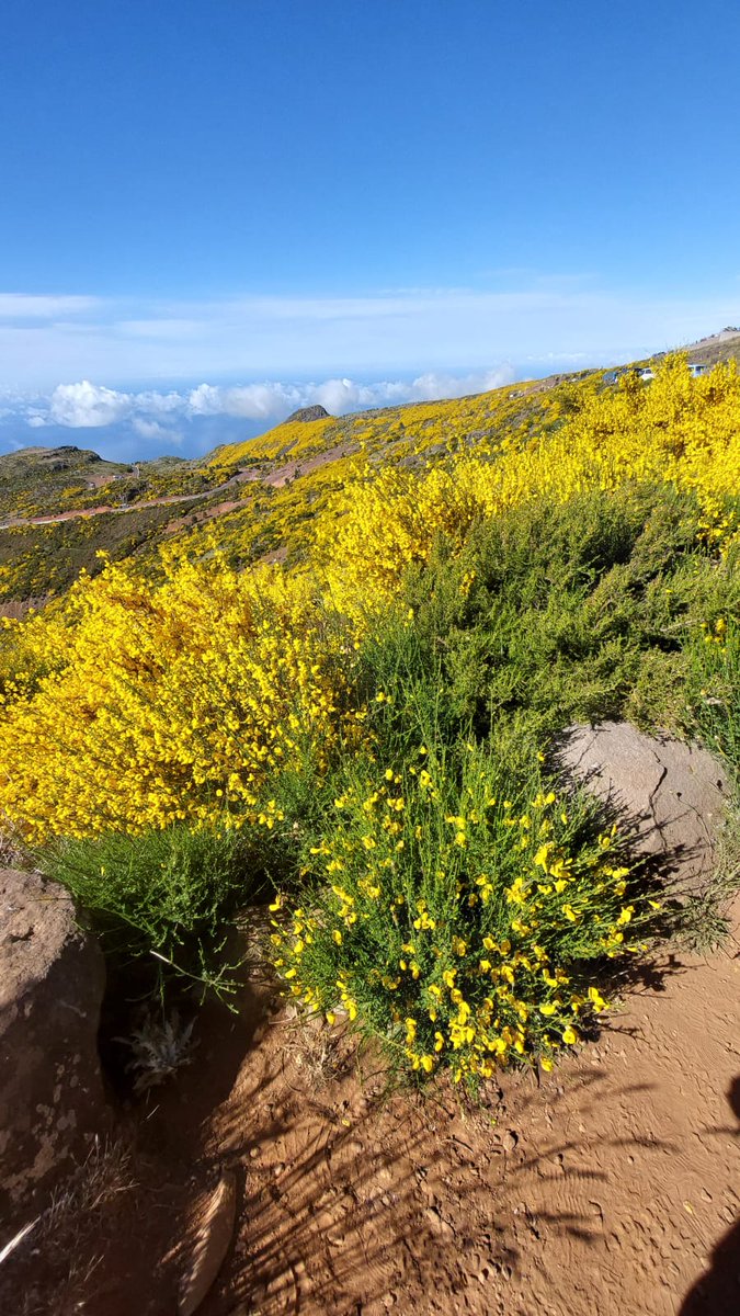 SWunderhecke's tweet photo. Madeira https://t.co/GFIeiyGOz7