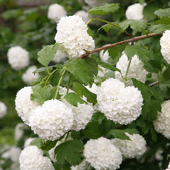 Chinese snowball, Viburno chinês bola de neve...   #Asia  #China 🇨🇳
(Viburnum macrocephalum)
#FlowersOnX  #FridayVibes