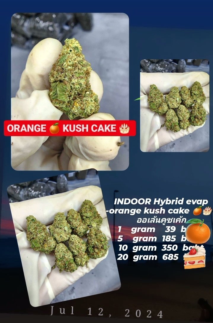 MRnine672676140's tweet photo. Tropical runtz ✳
Orange kush cake 🍊🍰
เอาใจสายเมาๆ จุกๆอยู่ในลำคอ เหมาะแก่การพักผ่อน
กดลิ้งหน้า X ทักได้เลยครับ สอบถามก่อนได้
ส่งด่วน 🛵 กรุงเทพฯ ทุกเขต
#กัญชา #weedOG #กัญชากรุงเทพ #กัญชากทม #สายเขียว #กัญชาถูก #420 #大麻 https://t.co/X6Eb2wKQUa