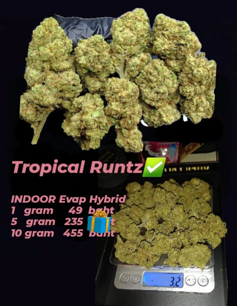 MRnine672676140's tweet photo. Tropical runtz ✳
Orange kush cake 🍊🍰
เอาใจสายเมาๆ จุกๆอยู่ในลำคอ เหมาะแก่การพักผ่อน
กดลิ้งหน้า X ทักได้เลยครับ สอบถามก่อนได้
ส่งด่วน 🛵 กรุงเทพฯ ทุกเขต
#กัญชา #weedOG #กัญชากรุงเทพ #กัญชากทม #สายเขียว #กัญชาถูก #420 #大麻 https://t.co/X6Eb2wKQUa
