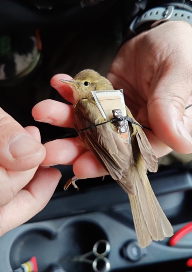 J. of Avian Biology tweet media