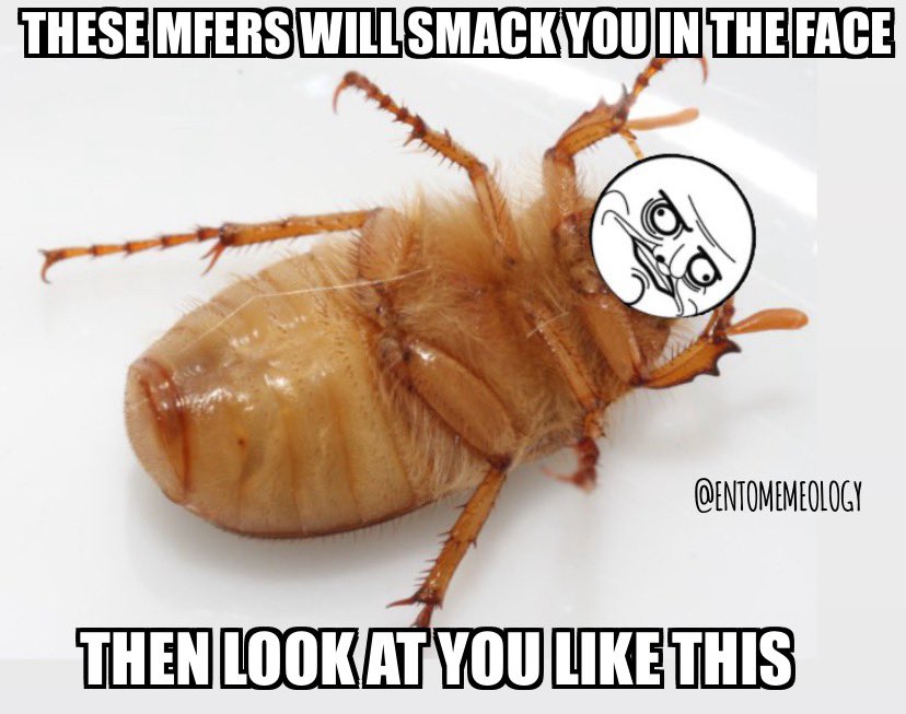 entomemeology's tweet photo. #entomemeology #entomology #junebugs #beetles #bugmemes https://t.co/eKSDetdC7a