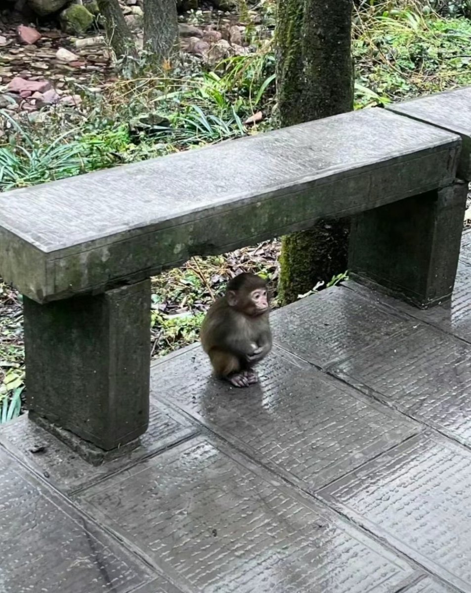猴子 GSSYMLDagAAxI_8.jpg