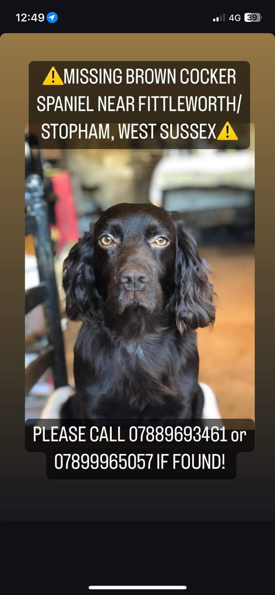 🐕 LUPIN #MISSING BROWN COCKER SPANIEL
FITTLEWORTH/STOPHAM #RH20 WEST SUSSEX 

LAST SEEN AT LEE FARM AT 10am on the 11th July

Lupin has a small lump on her lower back &amp; is slightly grey around the mouth, she’s 11 years old &amp; will be very frightened!

Please call if found or seen