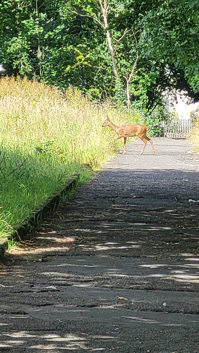 Friends of Castlemilk Park tweet media