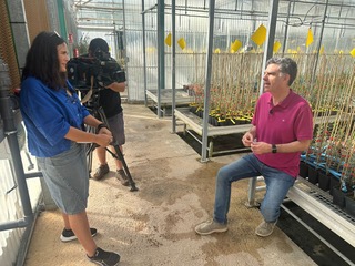 IfapaJunta's tweet photo. 📺La Televisión Pública de #Portugal🇵🇹 ha visitado el Banco de Germoplasma Mundial del #Olivo gestionado por el #IFAPA en #Córdoba para conocer el trabajo de #IFAPA, @IAS_CSIC y #AEMO en identificación y en mejora genética de nuevas variedades adaptadas al estrés hídrico 🫒 https://t.co/ucuKwaUpym