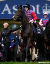 HORSERACING1002's tweet image. ESTIMATE🇮🇪2009
(MONSUN - EBAZIYA BY DARSHAAN)#Estimate
B/ The Aga Khan🇮🇪Apr 4, 2009
O/ The Queen 🇬🇧
T/ Sir Michael Stoute 
13-5-1-2---£374,228
2012 Hwt filly at 3 14f+🇬🇧
2013 Hwt Older Mare 14f+🇬🇧
Champion 🏆 Stayer 🇪🇺
Queen's Vase G3, Ascot Gold Cup G1,  Sagaro S G3,  Doncaster